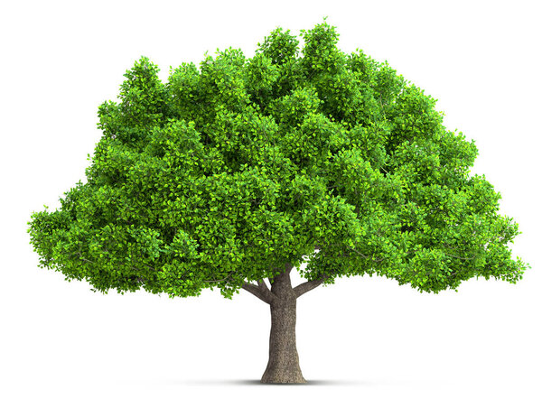 tree isolated with high detailed leaves, 3D illustration