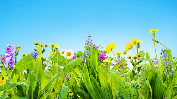 Grass Wild Flowers Background — Stock Photo, Image