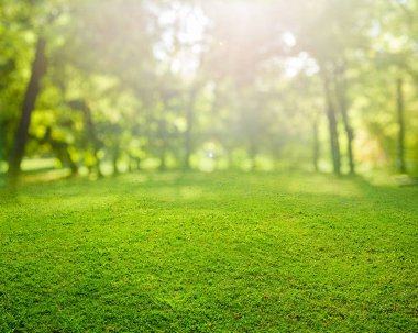 Güneş ışınları ile bahar çimen arka plan