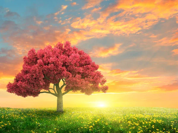 Paisaje Primavera Verde Con Árbol Rosa — Foto de Stock