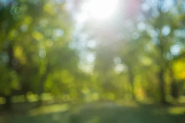 Blurred Trees Background Sunbeams — Stock Photo, Image