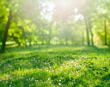 Güneş ışınları ile bahar çimen arka plan