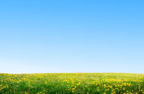 Idylliczne Pole Krajobraz Trawy Kwiaty — Zdjęcie stockowe