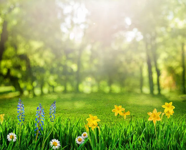 Fond Printemps Avec Des Fleurs Des Rayons Soleil — Photo