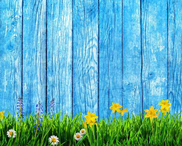 spring background with flowers and blue wooden pickets