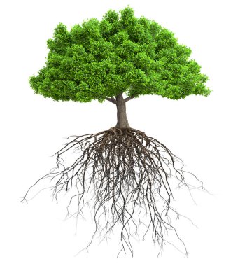 tree with roots isolated 3D illustration clipart