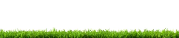 Green Grass Isolated White Background — Stock Photo, Image