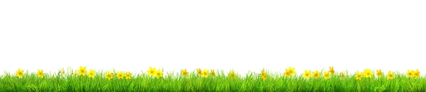 Frühling Narzissenblüten Und Grünes Gras Isoliert — Stockfoto