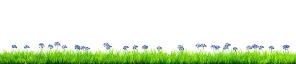 Blaue Frühlingsblumen Und Gras Isoliert Illustration — Stockfoto