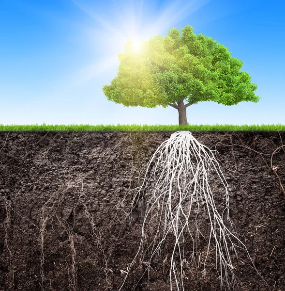 Baum Und Boden Mit Wurzeln Und Gras Illustration — Stockfoto