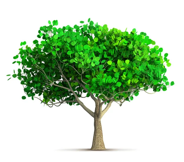 Spring Tree Isolated Illustration — Stock Photo, Image