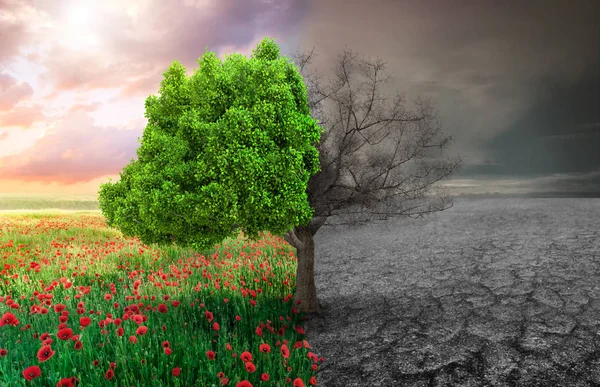 Οικολογική Αντίληψη Δέντρο Και Την Κλιματική Αλλαγή Τοπίου — Φωτογραφία Αρχείου