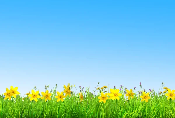 Lentebloemen Narcissus Daisy Groen Gras Achtergrond — Stockfoto