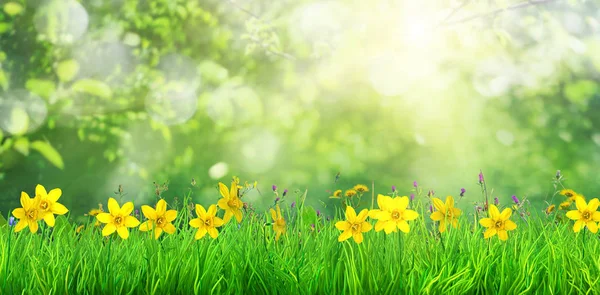 Frühling Blumen Und Grünes Gras Hintergrund — Stockfoto