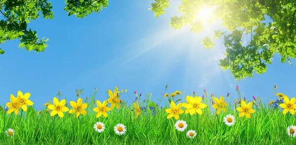 Wiosenne Kwiaty Zielona Trawa Tło — Zdjęcie stockowe