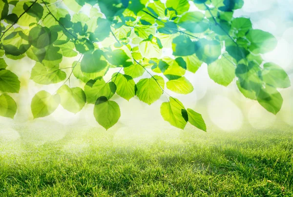 Erba Naturale Sfondo Con Ramo Albero — Foto Stock