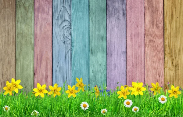 Frühling Hintergrund Mit Blumen Und Bunten Holzwand — Stockfoto