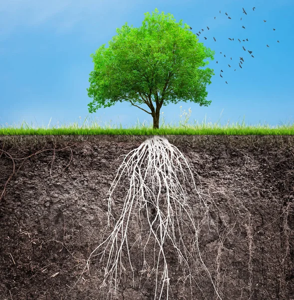 Tree Soil Roots Grass Illustration — Stock Photo, Image