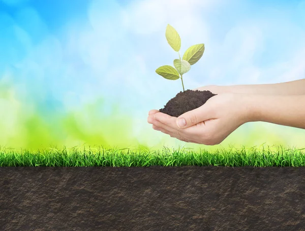 Hands Planting Seedlings Ground — Stock Photo, Image
