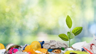 Plastik çöp kutusuna küçük yeşil bitki büyür