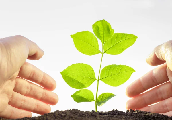 Händer trädgårdsskötsel plantor till jord — Stockfoto