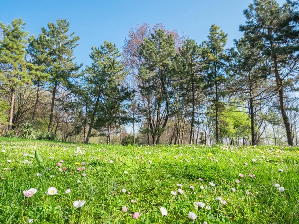 Spring background at backyard and garden — Stock Photo, Image