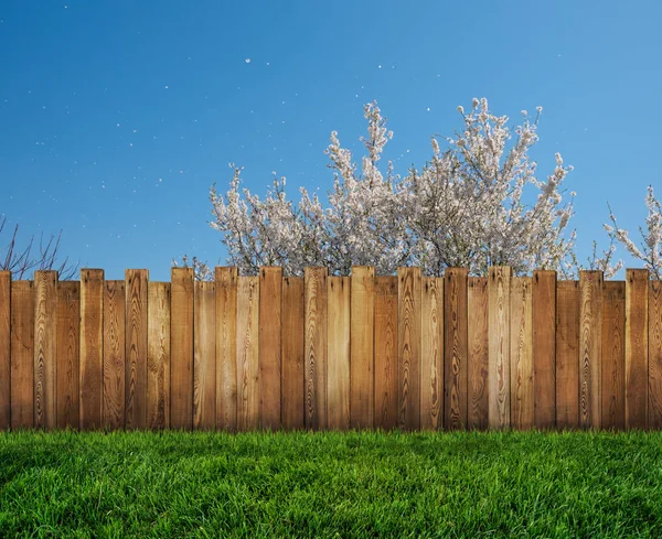 Albero primaverile in cortile e recinto giardino in legno — Foto Stock