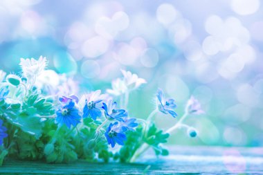 güzel çiçekler arka plan, bahar çiçeği tasarımı