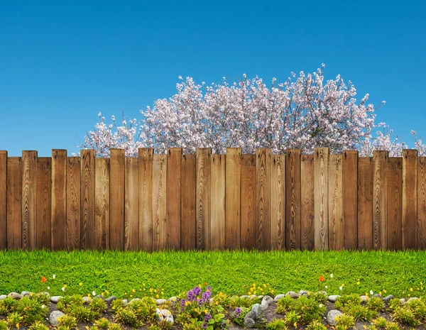 Un albero di fioritura primaverile nel cortile e recinto in legno da giardino — Foto Stock