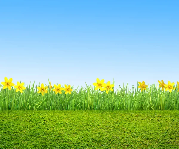 Narcissus bloemen en groen gras, voorjaar achtergrond — Stockfoto