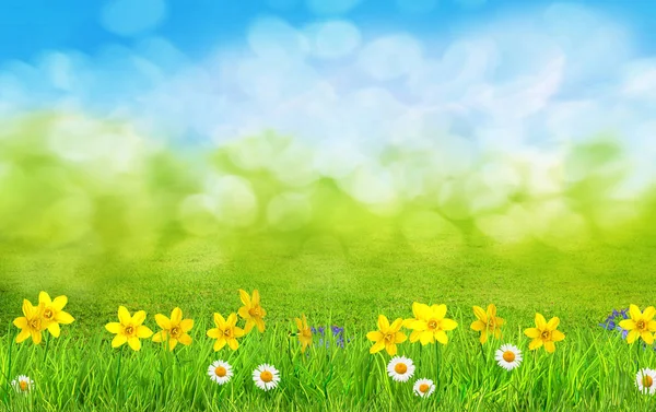 Een lente bloemen en groene gras achtergrond — Stockfoto