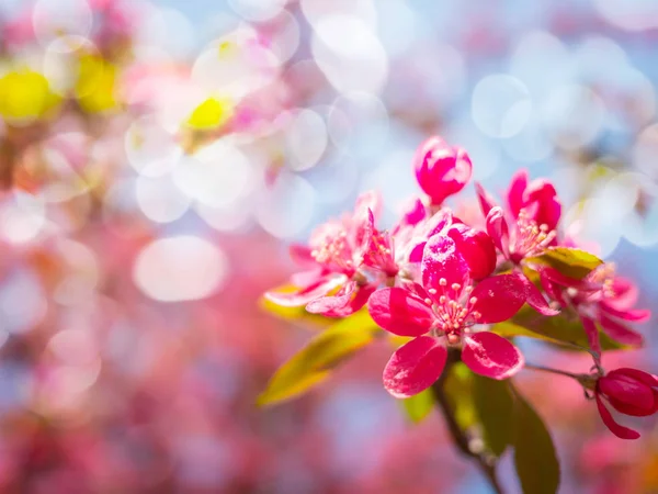 Bellissimi fiori rosa fioriscono sfondo, albero di fiori primaverili — Foto Stock