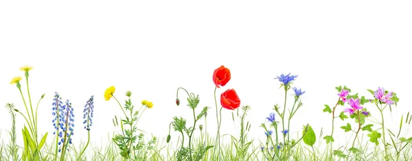 Gras und Wildblumen isolierten Hintergrund — Stockfoto