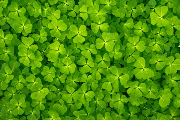 A close up of a texture of green clover. Clover background — Stock Photo, Image