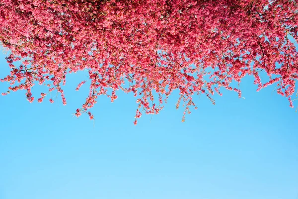 Un bellissimo fiori rosa fioriscono sfondo, albero di fiori primaverili — Foto Stock