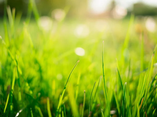 Bir yeşil çimen arka plan bulanık — Stok fotoğraf