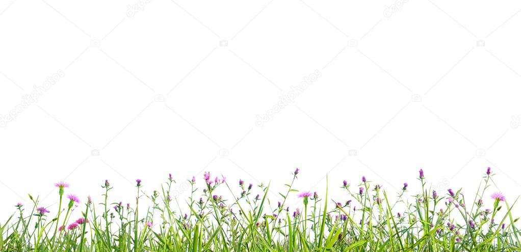 grass and wildflowers isolated background