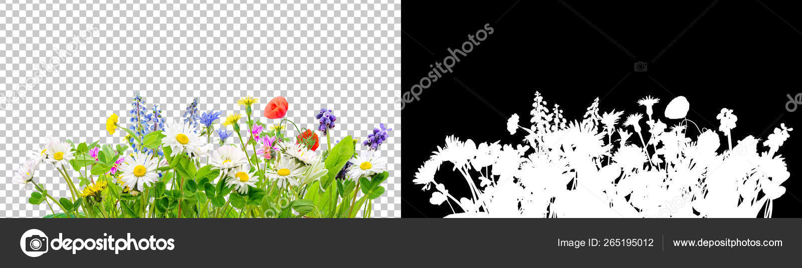 Flores png fotos de stock, imágenes de Flores png sin royalties |  Depositphotos