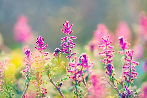 Fundo de flores rosa colorido, design de flor de primavera — Fotografia de Stock