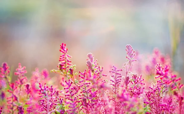 Fundo de flores rosa colorido, design de flor de primavera — Fotografia de Stock