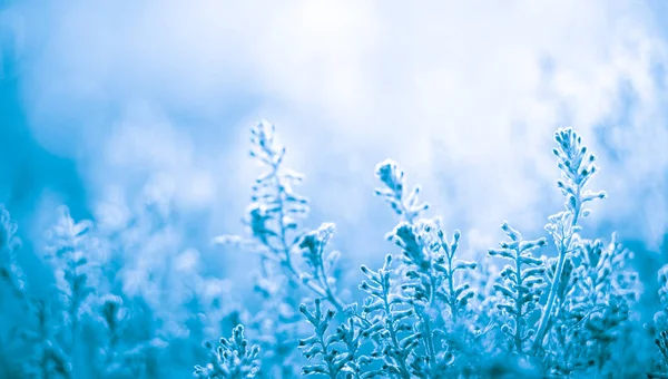 Blå blommor bakgrund, vårblomma design — Stockfoto