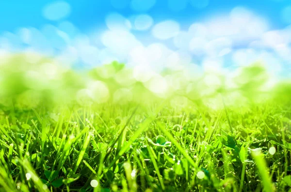 Zielona trawa tło zamazane pole — Zdjęcie stockowe