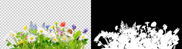 Vårgräs och Daisy vildblommor isolerad bakgrund — Stockfoto