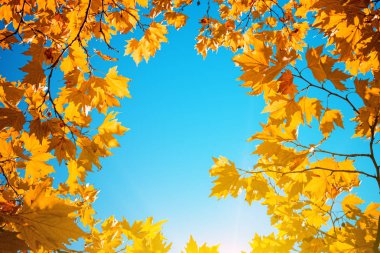 sonbahar ormanında akçaağaç dalları