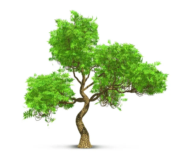 Ein Baum isoliert mit hohen detaillierten Blättern, 3D-Illustration — Stockfoto