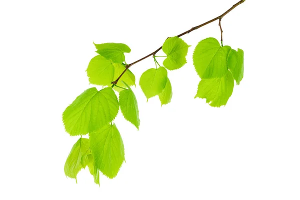 Rama de árbol aislado en blanco con hojas —  Fotos de Stock