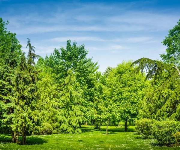 Backyard and garden with manu trees and grass on lawn — Stock Photo, Image