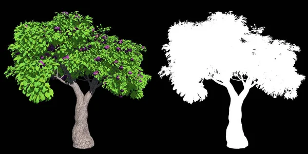 Fig Tree isolerad med hög detaljerade blad, 3D illustration — Stockfoto