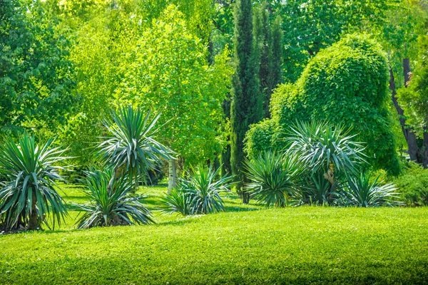 Двор и сад с манными деревьями и травой на газоне — стоковое фото
