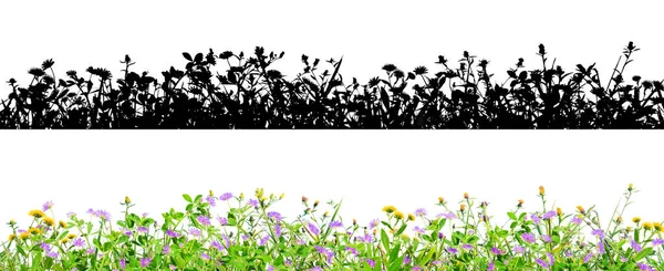 Yonca çiçekler ived ve çim siyah arka plan üzerinde izole — Stok fotoğraf
